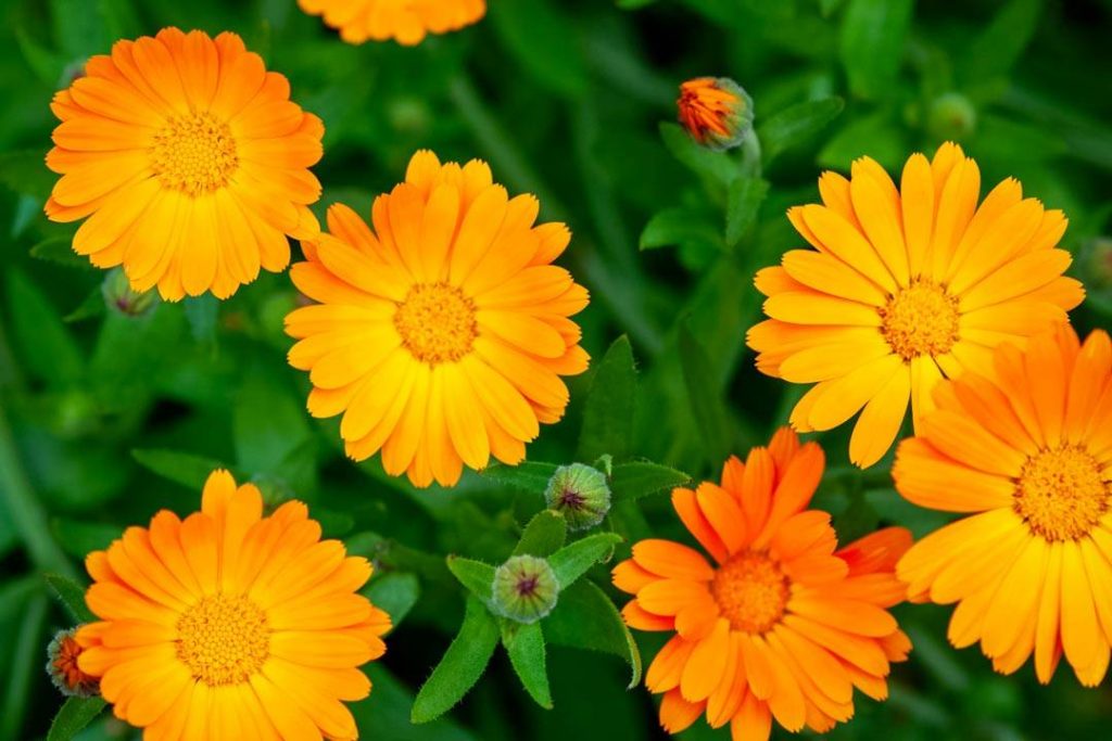 calendula - composant de la crème de soin CareScence